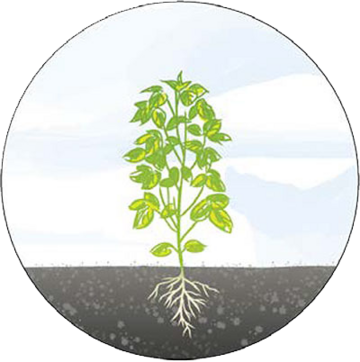 Grafik mit Pflanzenwachstum Stufe 8: Baum