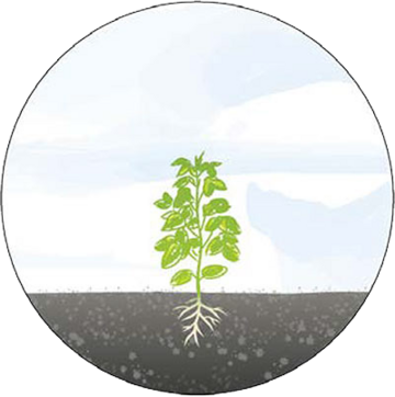 Grafik mit Pflanzenwachstum Stufe 6: noch größerer Pflanze