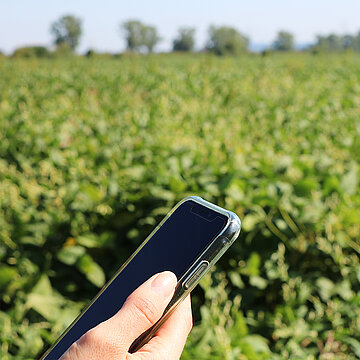 Symbolfoto zu News: Handy in der hand vor Wiese