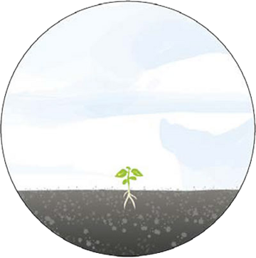 Grafik mit Pflanzenwachstum Stufe 3: kleines Pflänzchen