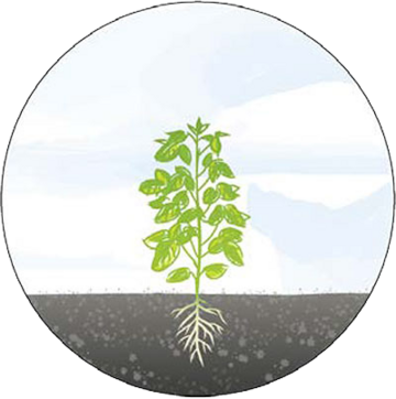 Grafik mit Pflanzenwachstum Stufe 7: kleiner Baum