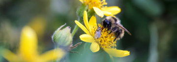 Eine Biene sammelt Nektar auf einer gelben Blüte