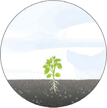 Grafik mit Pflanzenwachstum Stufe 5: größere Pflanze