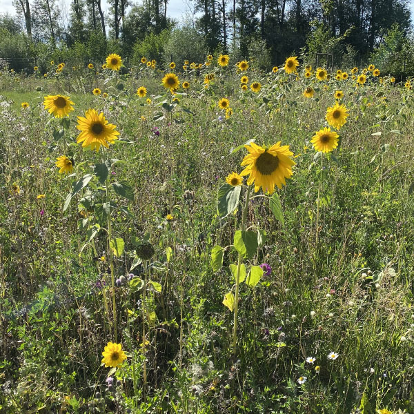 Sonnenblumenwiese vor einer Baumreihe bei Sonnenschein